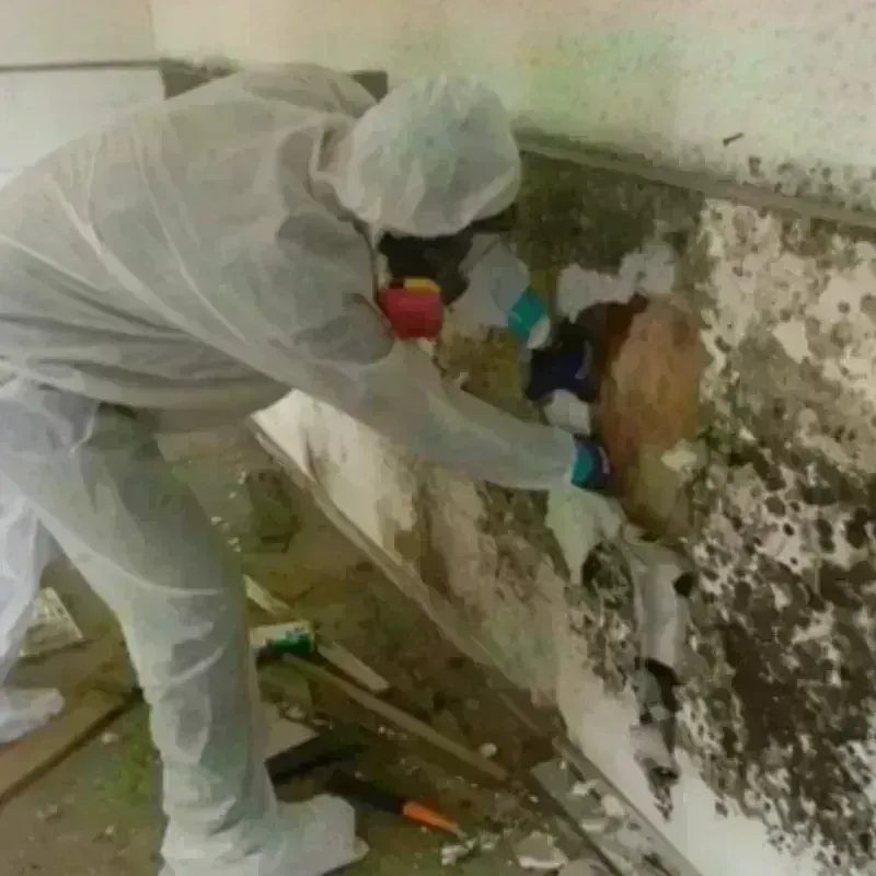 Mold Remediation and Removal in Lordsburg, NM